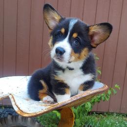 Pembroke Welsh Corgi Puppies from River Run Farm Kennels