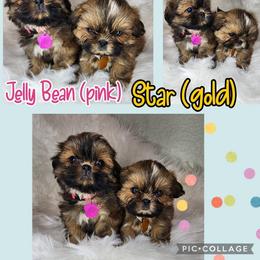 Shih Tzu Puppies from Raincross Shih Tzu