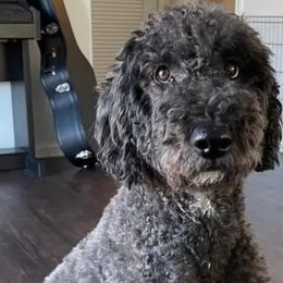 Luna - Labradoodle