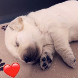 Golden Retriever Puppies from Ruff Life Goldens