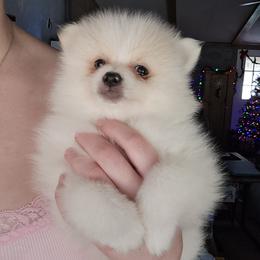 Pomeranian Puppies from Tiny treasures