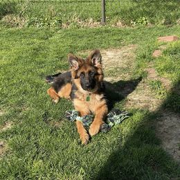 German Shepherd Puppies from Ewig Krieger Kennels