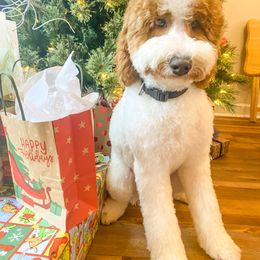 Goldendoodle and Poodle Puppies from CharleighRae Poodles and Doodles