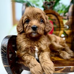 Hazel - Red female Cavapoo puppy in Huntington, West Virginia from McCloud’s Poodles & Doodles