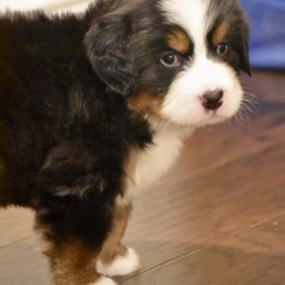 Bernese Mountain Dog Puppies from Willow Tree Berners