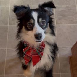 Memphis - Australian Shepherd