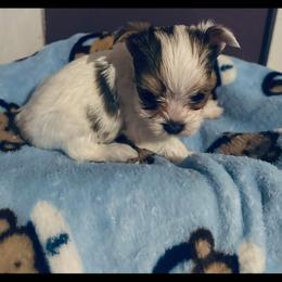 Extreme white - Parti male Yorkshire Terrier puppy in Ohio from Britt n Cindys Yorkshire Terriers