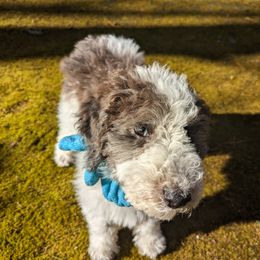 Double Doodle Puppies from Breedlove Mtn Doodles