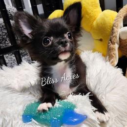 Forest - Black and white male Chihuahua puppy in Ponca City, Oklahoma from Bliss Acres Farm