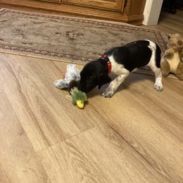 Boy 3 - Black and white male German Shorthaired Pointer puppy in Garland, North Carolina from Echo Acres Farm