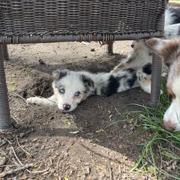 Snubbull - Blue merle female Australian Shepherd puppy in Kenosha, Wisconsin from Out of this World Aussies