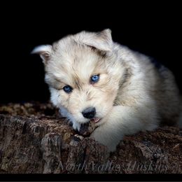 Siberian Husky Puppies from North Valley Huskies