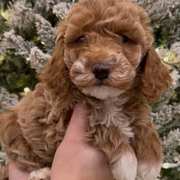 Mr Mustache Boy - Red  male Goldendoodle puppy in Mayfield, Utah from Ruff Country Doodles