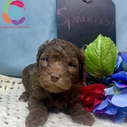 Speak Easy - Chocolate female Labradoodle puppy in Bowman, Georgia from Companion Creek Farm