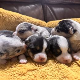 Boy 5 - Black and white male American Corgi puppy in Payson, Illinois from Creek Farm Corgis