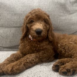 Goldendoodles from Roberts Golden Paws