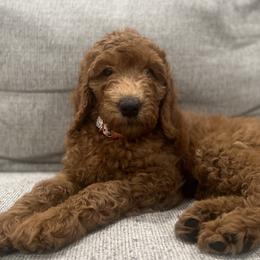 Goldendoodles from Roberts Golden Paws