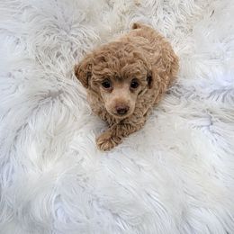 Anna - Red  female Poodle puppy in Montrose, Pennsylvania from Tales Of Joy
