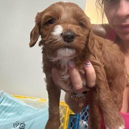Green - Red  male Goldendoodle puppy in Southampton, Pennsylvania from Pumpkin Patch Doodles