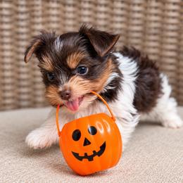 Freddie - Tan and white male Yorkshire Terrier puppy in Jacksonville, Florida from Yorktown Yorkies
