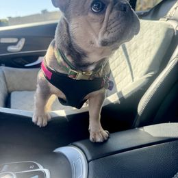 French Bulldog Puppies from KM French Bulldogs