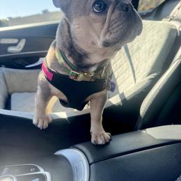 French Bulldog Puppies from KM French Bulldogs