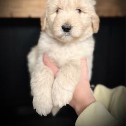 Monarch- green collar male - Cream male Goldendoodle puppy in Silsbee, Texas from Barkley Lane Doodles LLC