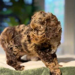 Roxy - Merle female Cockapoo puppy in Queens, New York from The 2 Musketeers_Cockapoos