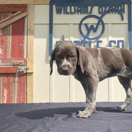 German Shorthaired Pointers from Williams Ozark Cattle Company