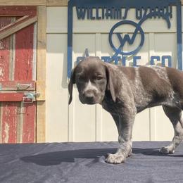 German Shorthaired Pointers from Williams Ozark Cattle Company