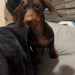 Riley - Dachshund