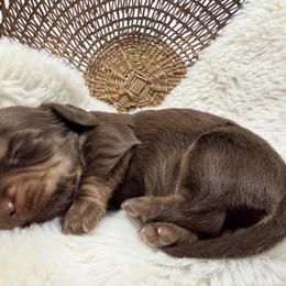 River - Chocolate and cream male Dachshund puppy in Red Bank, California from Down The Hill Potterdale
