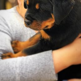 Rottweiler Puppies from Alpha Co. Rottweilers