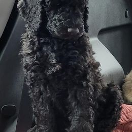 Poodles from Fancy Smantzy Poodles