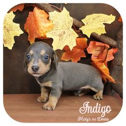 INDIGO - AKC Registered - Blue and tan male Dachshund puppy in Graceville, Florida from Misty's 101 Doxies