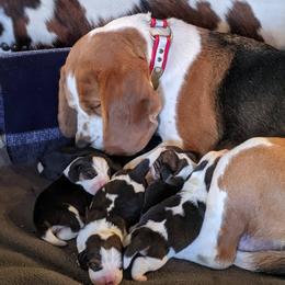 Beagle Puppies from Beam's Beagles