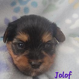 Jolof - Black and tan male Yorkshire Terrier puppy in Springville, Utah from Lundberg Yorkies