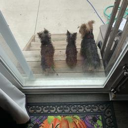 Yorkshire Terrier Puppies from Missy Lu Lap Puppies