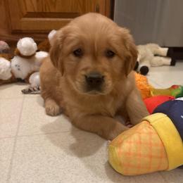 Red - Dark golden female Golden Retriever puppy in Grant County, Indiana from On The Sunny Side Pavey Farms