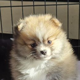 Pomeranian Puppies from ADKPOM Adirondack Pomeranians