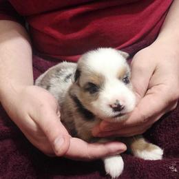 Lahani - Blue merle male Miniature Australian Shepherd puppy in Goode, Virginia from Furner Farms