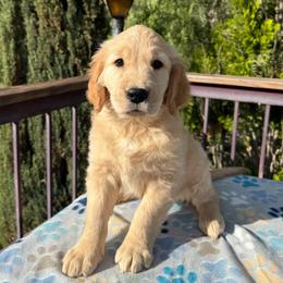 Female 2 - Light golden female Golden Retriever puppy in San Jacinto, California from Golden Retriever Puppy Bliss