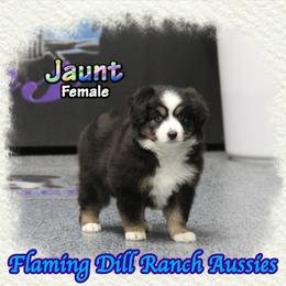 Jaunt - Black tri female Toy Australian Shepherd puppy in Forestburg, Texas from Flaming Dill Ranch Aussies