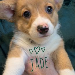 Jade - Red female Pembroke Welsh Corgi puppy in Berkeley Springs, West Virginia from Hummingbird Farm