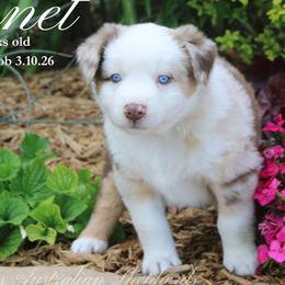 Bennet (RMM 1) - Red merle male Miniature Australian Shepherd puppy in Grandfield, Oklahoma from Hunt Farms Australian Shepherds