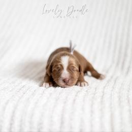 Lavender Collar Girl - Caramel red female Australian Labradoodle puppy in Thousand Oaks, California from Lovely Doodle Lane