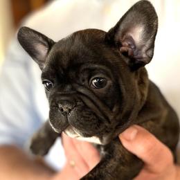Boy 1 Gray - Brindle French Bulldog puppy in Havre, Montana from MT French Bulldogs