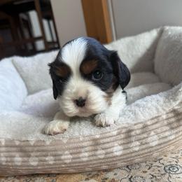 Tr Girl 3 - Tri-color female Cavalier King Charles Spaniel puppy in Raymondville, Missouri from Puppy PlayPen