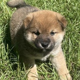 Shiba Inu from Jesup Shiba Inu