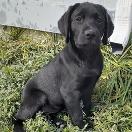 Labrador Retrievers from Snowbrook Labs